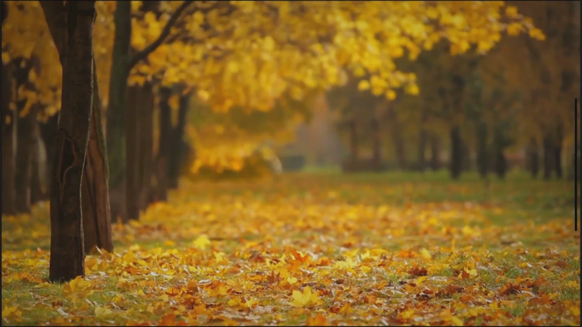 Video thumbnail for Schönes Herbstgedicht