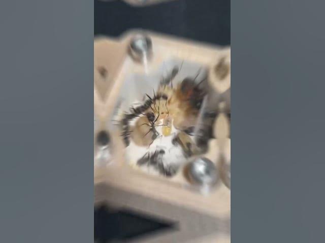 Video thumbnail for ¡Evolución de mis #camponotus #cruentatus ¡ #shorts #viral #hormigas