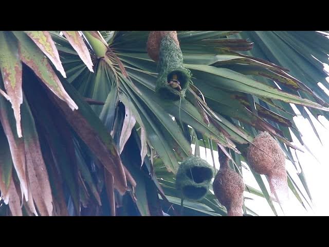Video thumbnail for Maya bird - Golden bird making nest