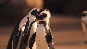 Video thumbnail for penguins