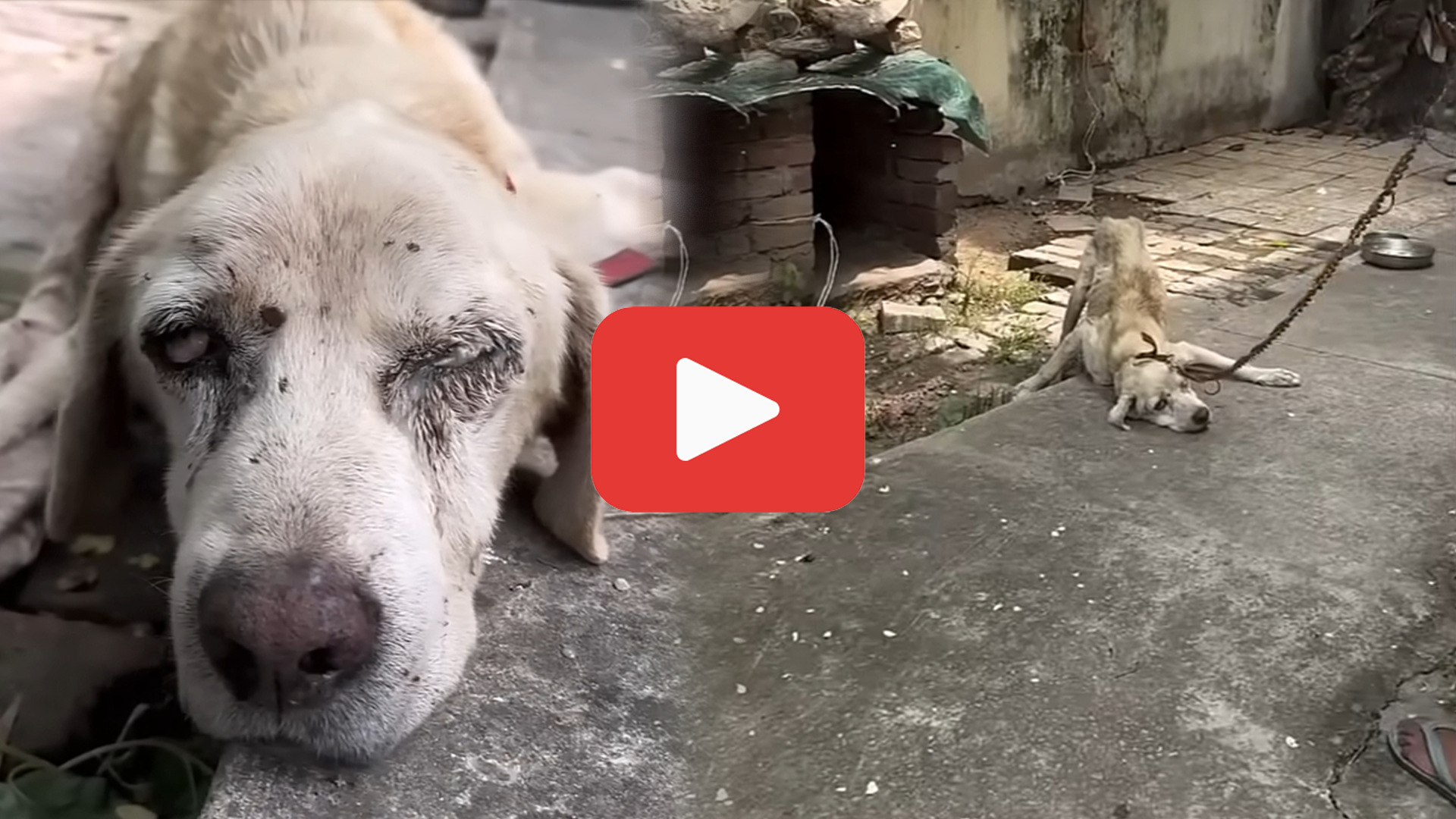 'Video thumbnail for Left to Starve, Then Sold—The Dog Whose Tears Went Unheard'