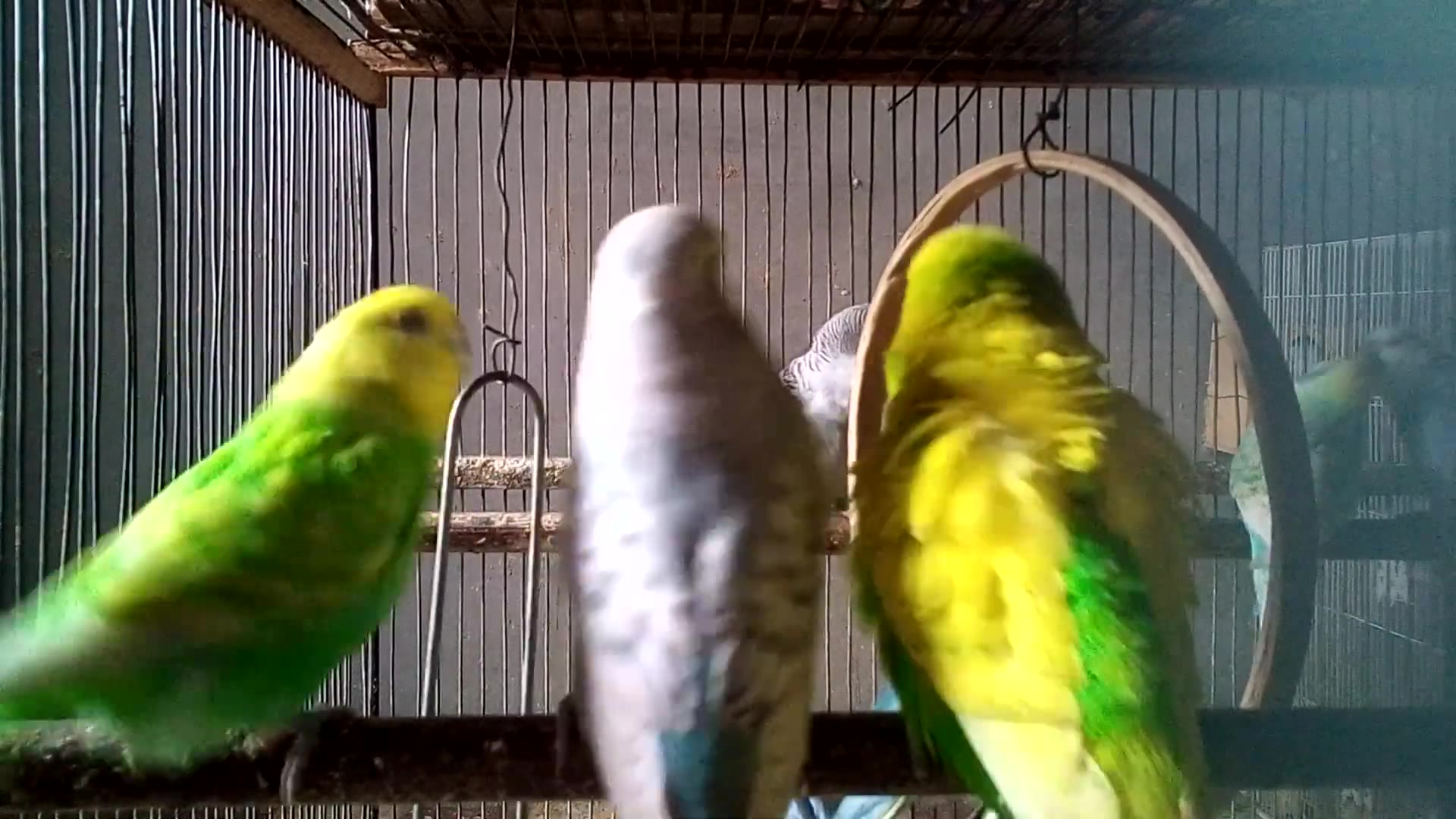 'Video thumbnail for A Nest Full of Warmth – Budgie Family Scene 🐥'