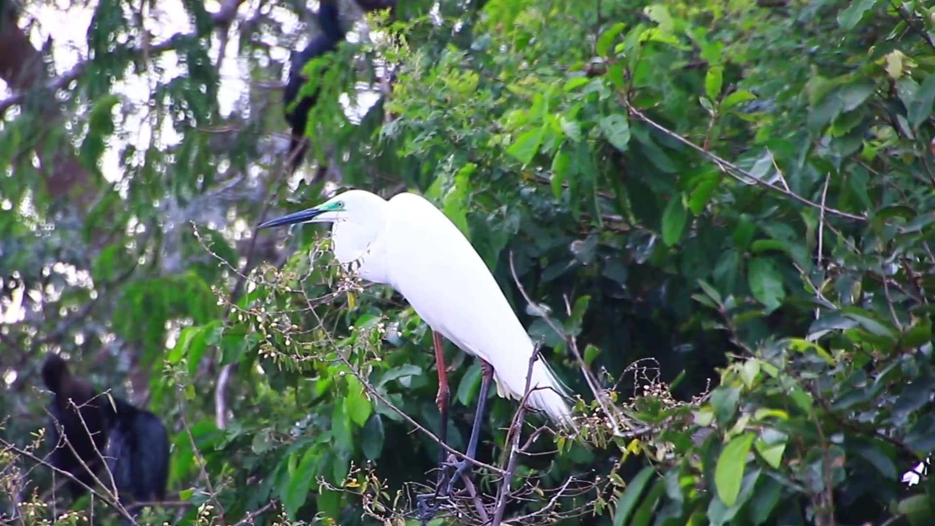 Video thumbnail for THe white bird on nest