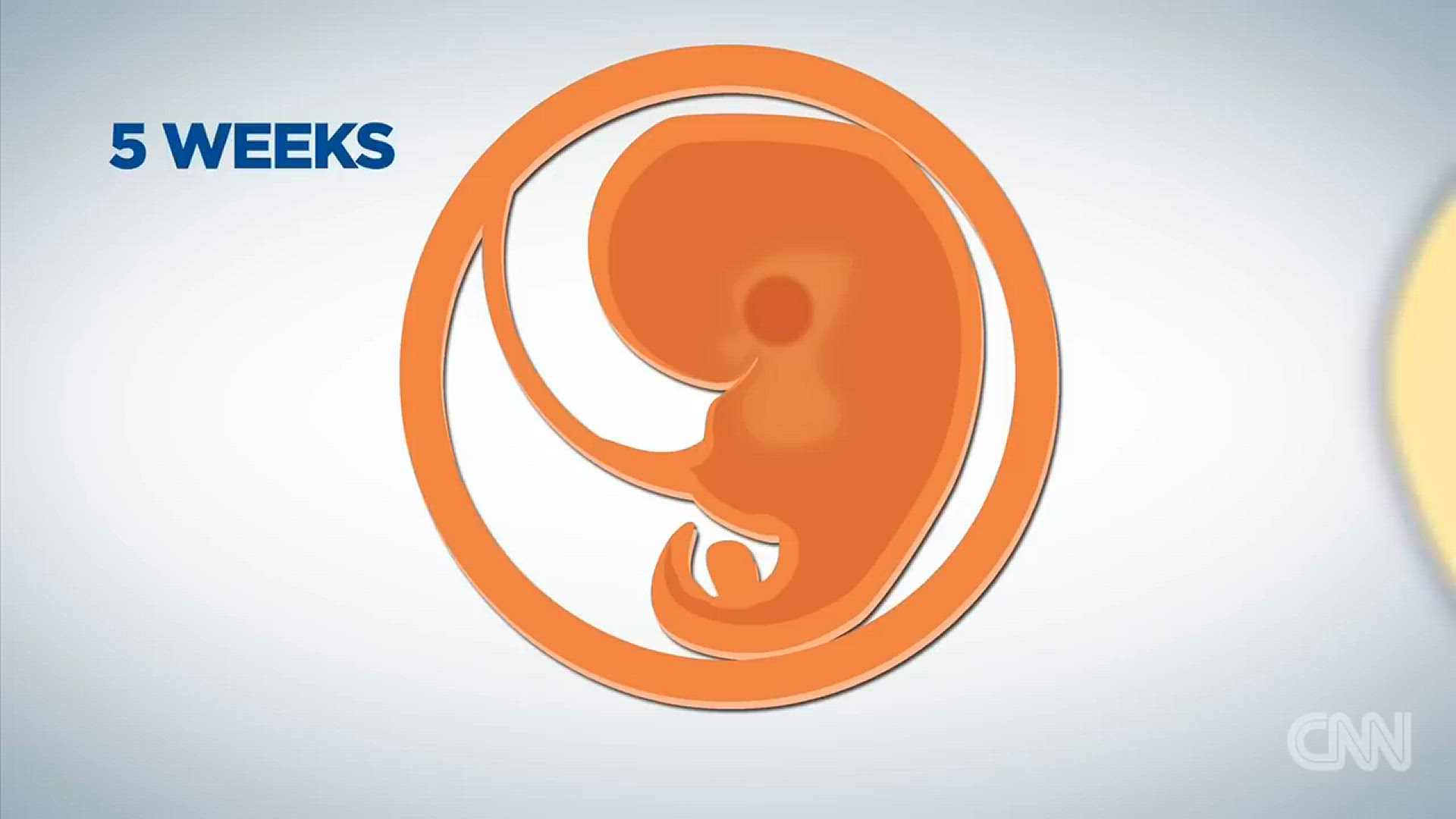 'Video thumbnail for How baby brains develop'