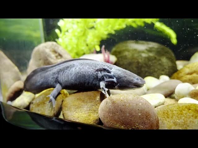 Video thumbnail for The Symbolism of Axolotls: From Ancient Mythology to Modern Science