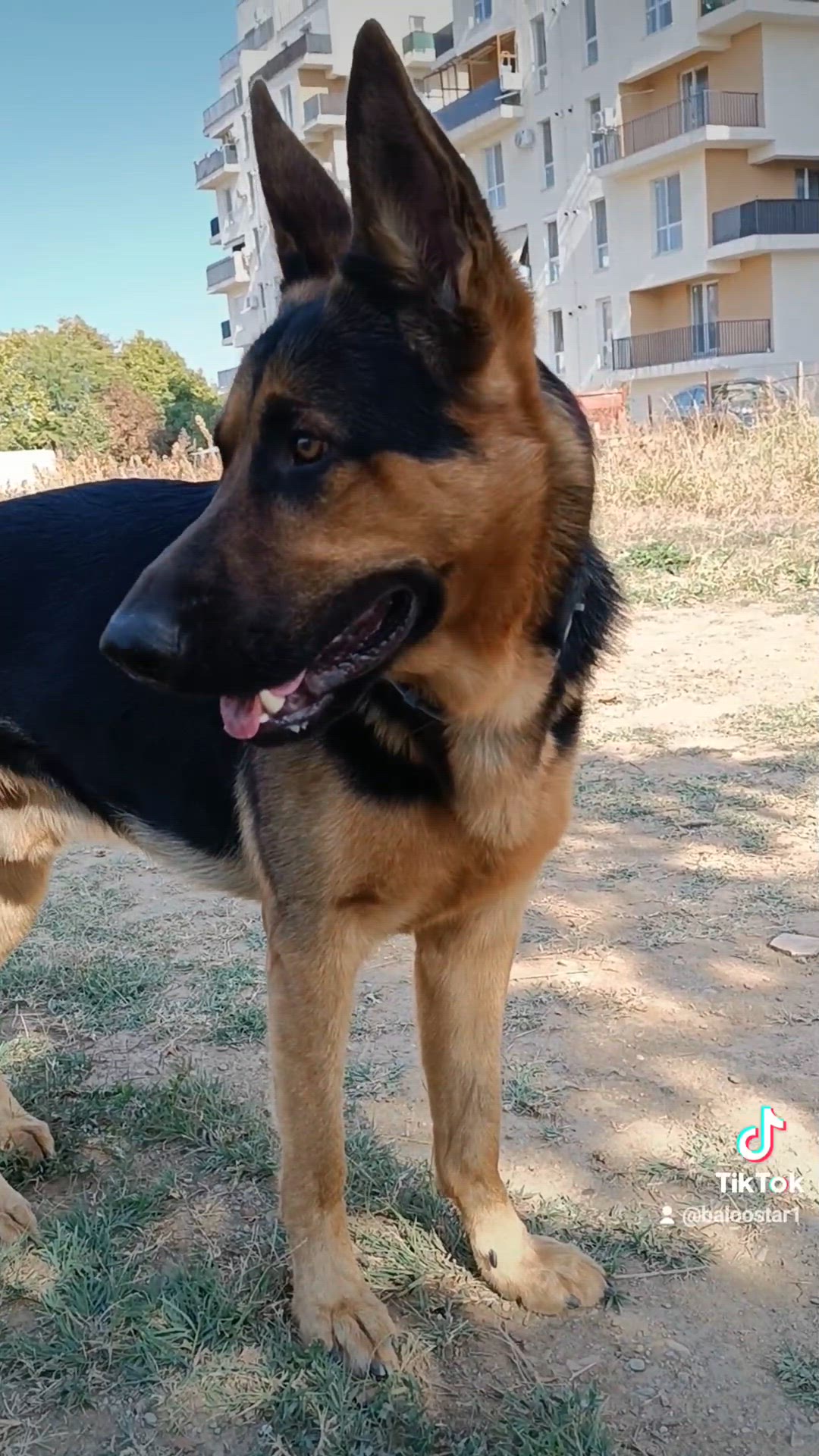 'Video thumbnail for Baloo-star.com'