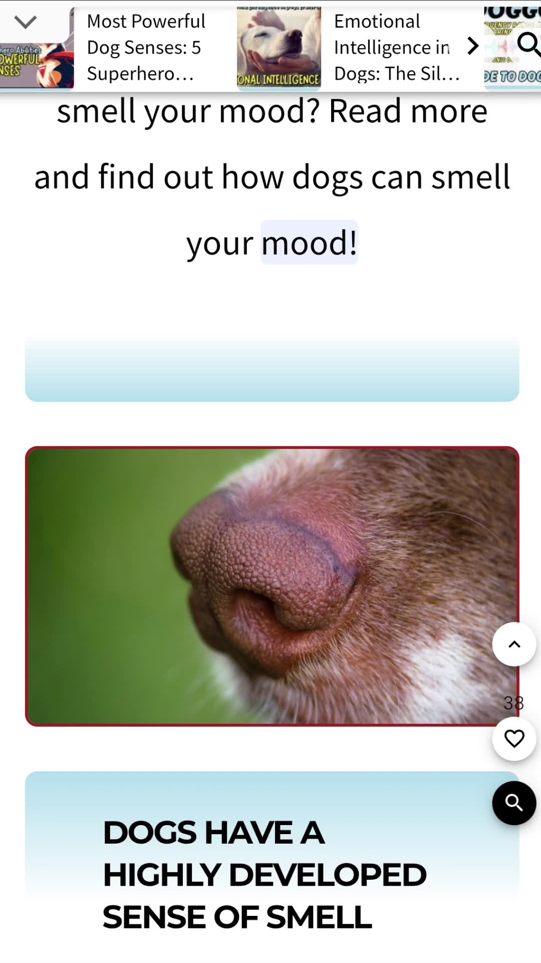 Video thumbnail for Dogs Can Smell Your Mood: Superhero Dog Ability