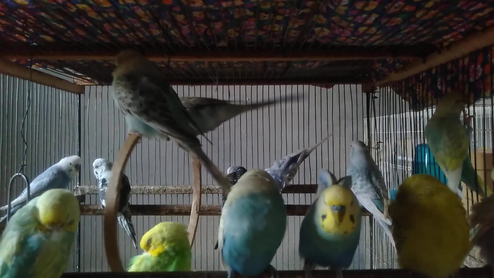 'Video thumbnail for Budgie Room Ambience  Calm and Sound Free 🌸'