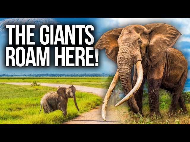 Video thumbnail for Amboseli - Giants Roam Here