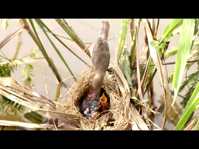 'Video thumbnail for Babies Grown Bird Cries Eat Food After Mother back catch Insect'