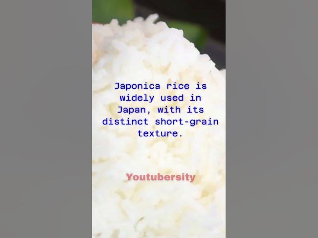 Video thumbnail for Popular | Variety of Rice | Youtubersity #fact #rice #variety