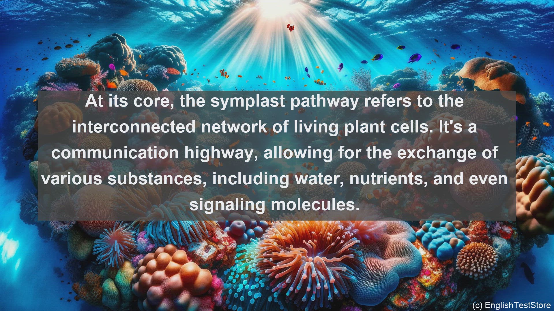 'Video thumbnail for Symplast pathway in science  definition and examples'