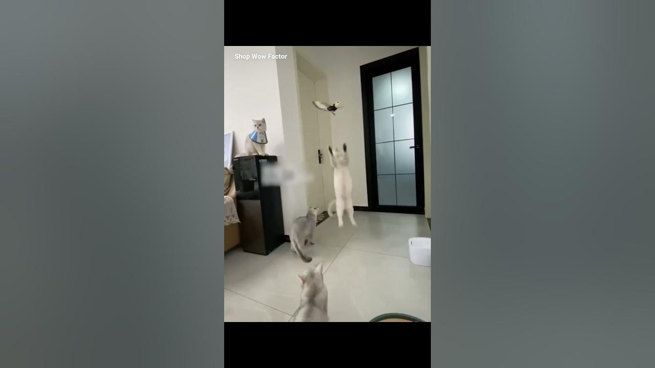 Video thumbnail for Realistic Bird Sound Pet Toy | Cat Dog Feathered Toy Bird | π Link is in Description | #shorts