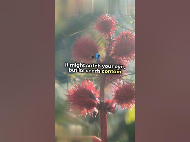 Video thumbnail for Deadly Secrets Lurking in Your Garden!