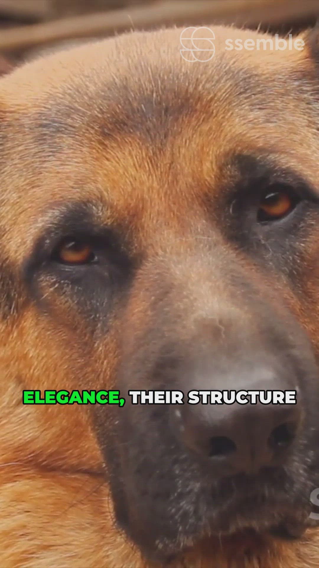 'Video thumbnail for Showstopper Shepherds'