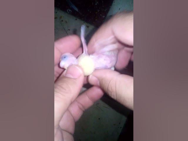 Video thumbnail for 어린 새의 건강을 올바르게 모니터링하는 방법 새 #사랑 #앵무새 #재밌는 #최고 #귀엽고 #아름다운