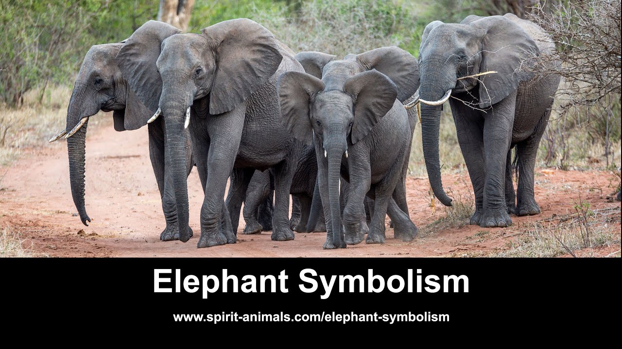 Video thumbnail for Elephant Symbolism
