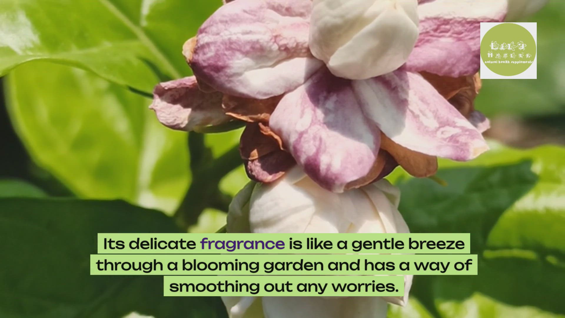 'Video thumbnail for Jasmine Tea Alternative'