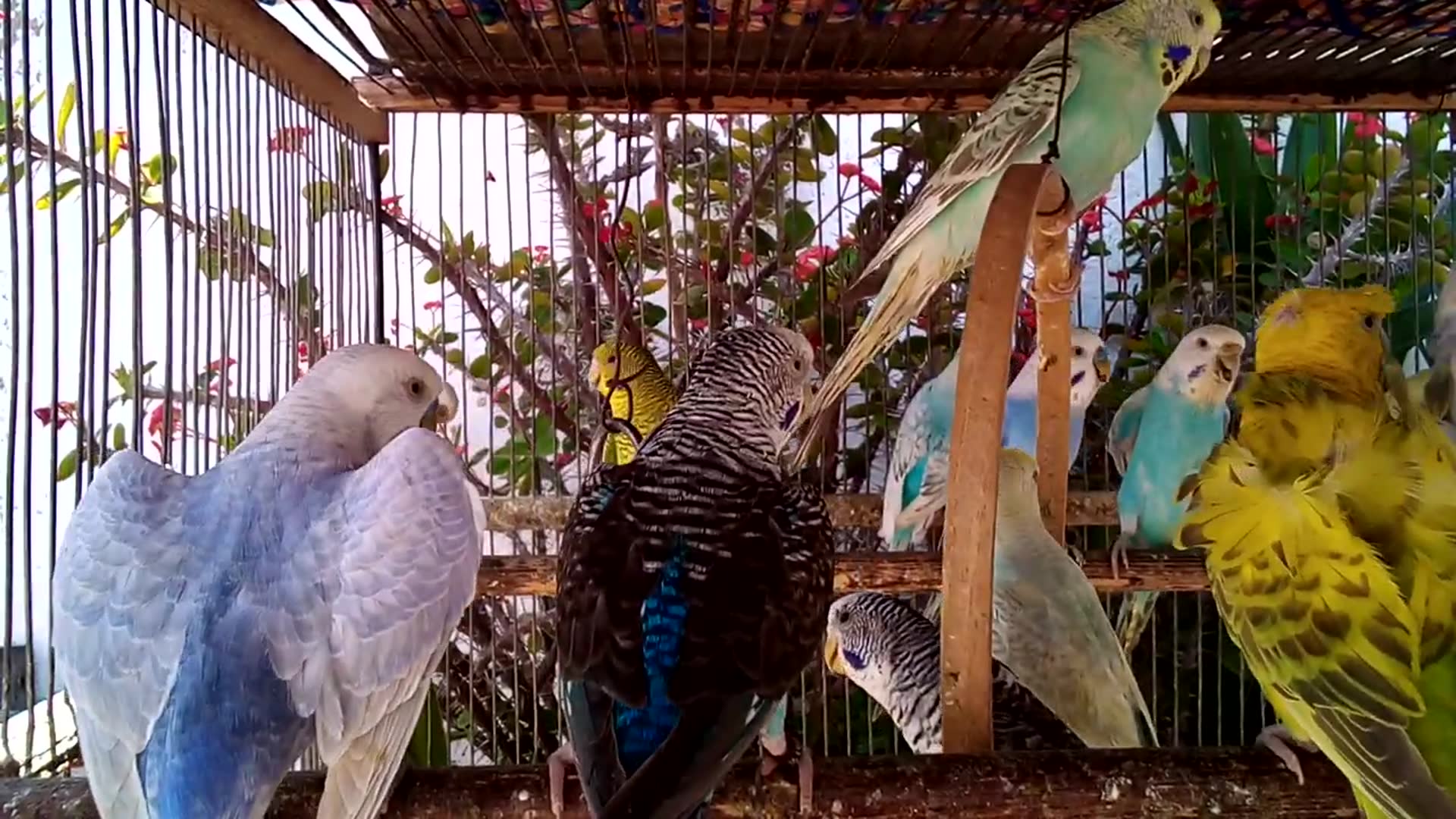 'Video thumbnail for No Music, No Talk – Just Pure Parrot Love ❤️🦜'
