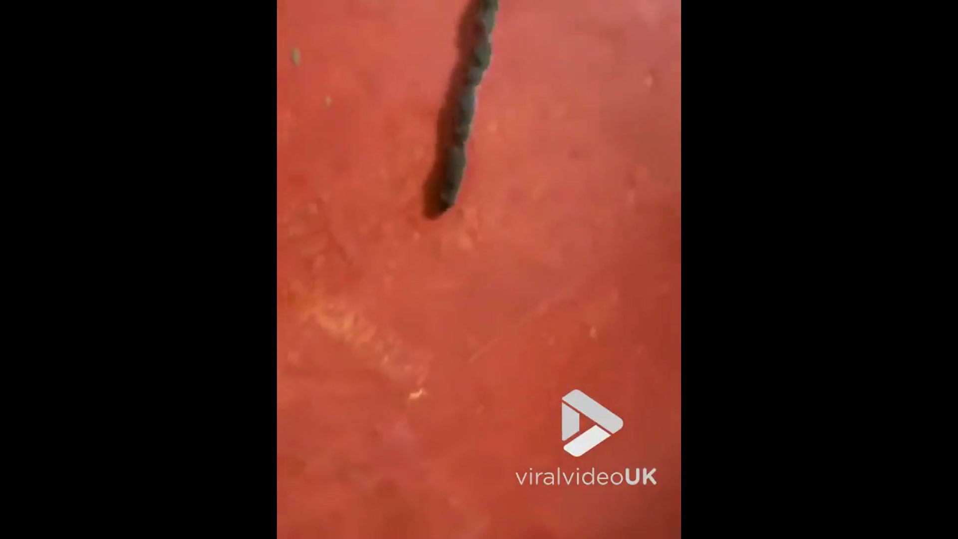 'Video thumbnail for VV4969 Mother mouse with her baby mice form perfect line'