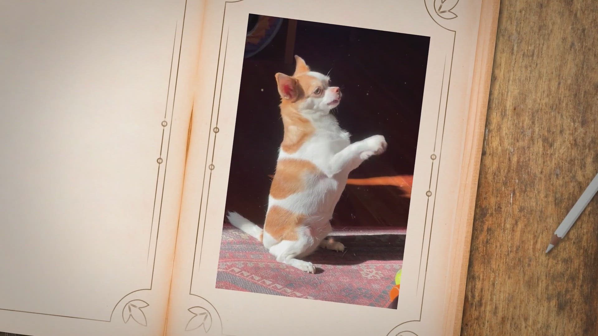 'Video thumbnail for Facts About Dogs'
