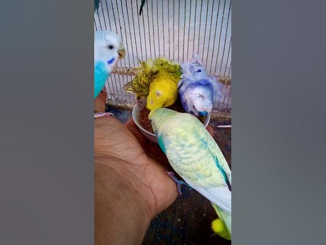 'Video thumbnail for This Amazon bird toy is SO COOL#birds#parrot #birdslover #budgis #lovebirds #budgiegar #cute #health'