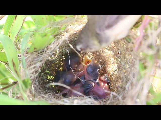 'Video thumbnail for Bay Grow Bird Sparrow Cry Feed in  Nest // The Best Baby Waoting Feed in Nest  @ViralBirdNest'
