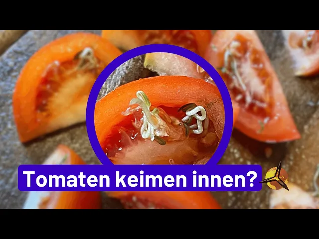 'Video thumbnail for Tomaten keimen innen - essbar oder giftig?'