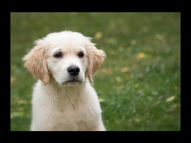 Video thumbnail for Why Are Puppies So Pricey? The Real Cost of Cuteness!
