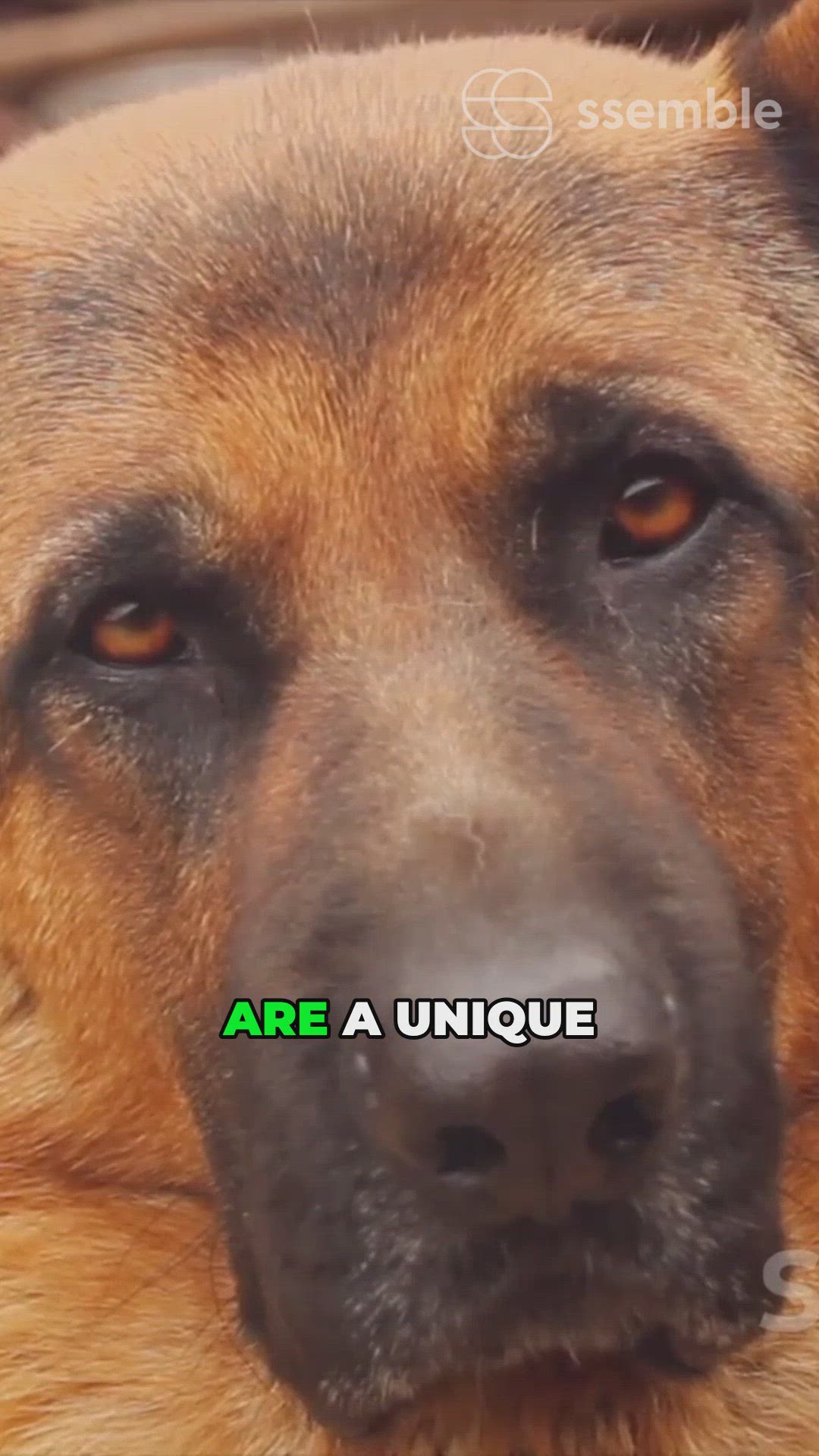 'Video thumbnail for DDR Pooch Power'