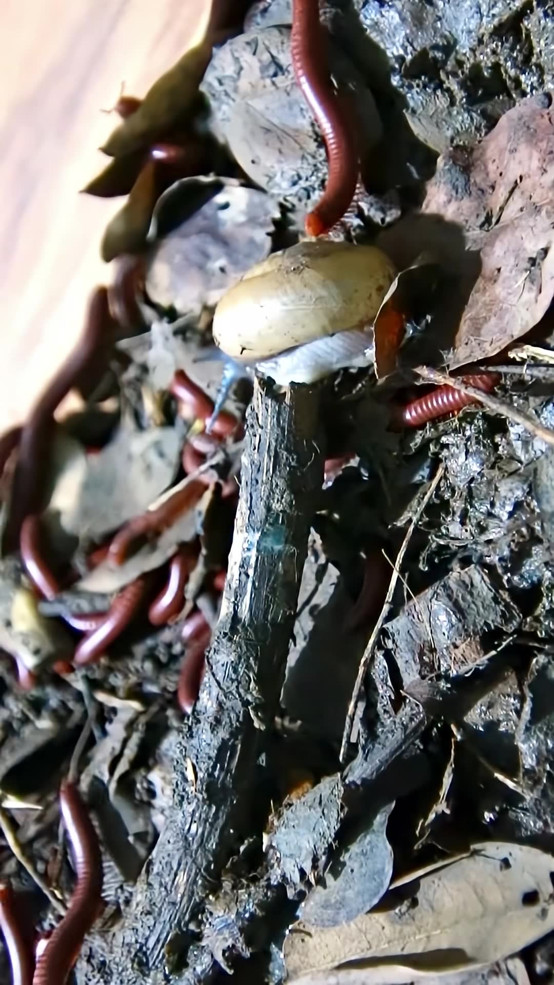 'Video thumbnail for Red Venomous Centipede or snail'