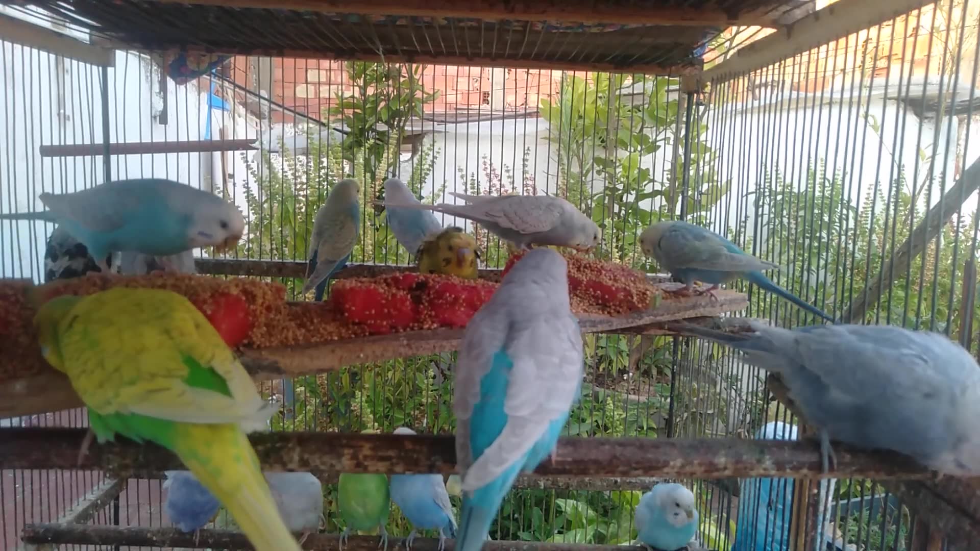'Video thumbnail for Too Cute to Handle! Budgies Singing with Joy 🎶😍  Funny & Loving Vibes'