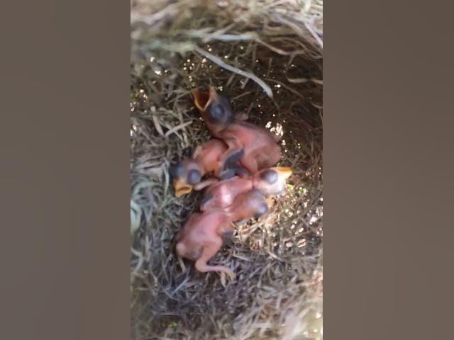 'Video thumbnail for #birdslover #birdwatch #wildlife #birdwatching #nature #birdfeeding #birdsound'