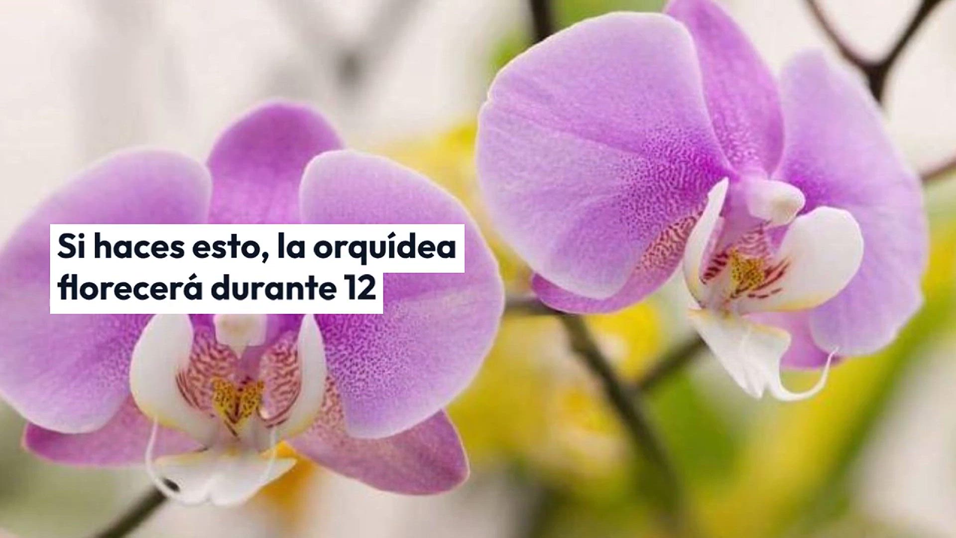 Video thumbnail for Si haces esto, la orquídea florecerá durante todo un año: los viveristas también la recomiendan.