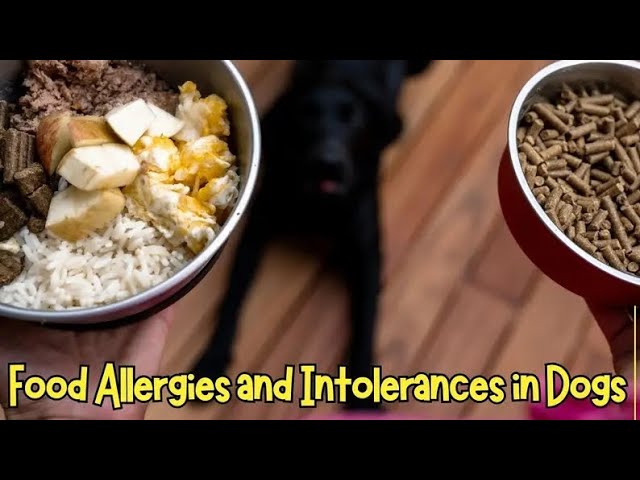 'Video thumbnail for Food Allergies and Intolerances in Dogs'