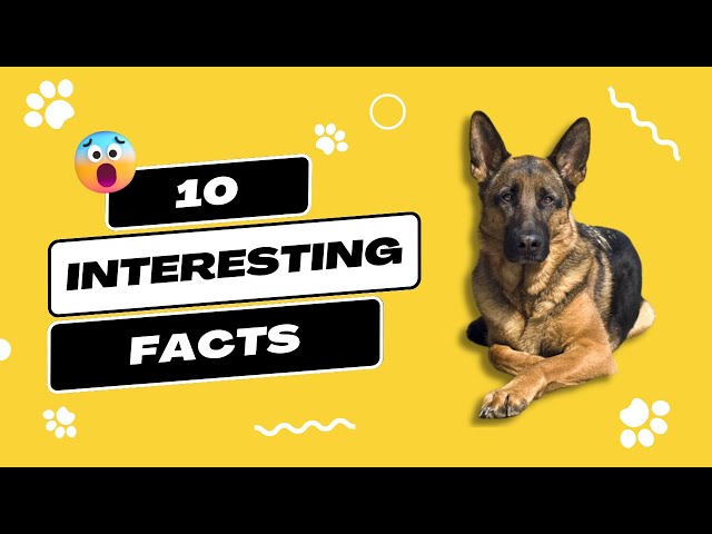 Video thumbnail for Top 10 Facts About The German Shepherd | You Need To Know #germanshepherdfacts #germanshepherd #gsd