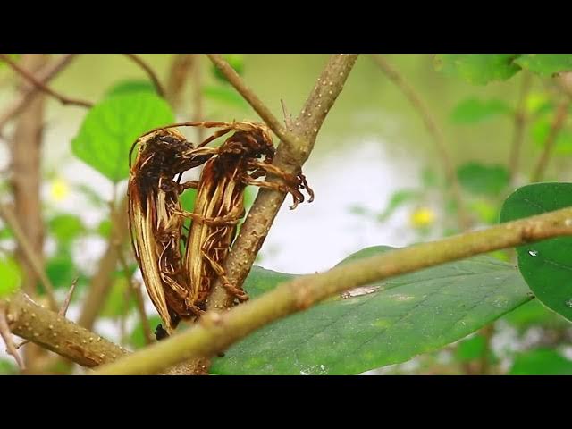 Video thumbnail for Family insect here