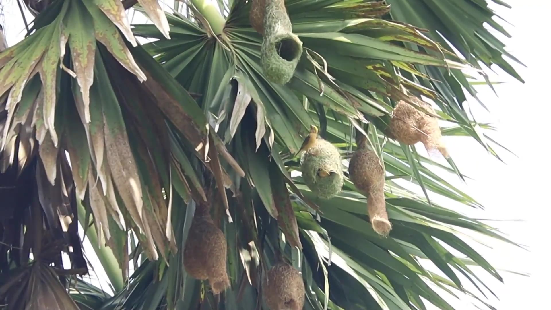 'Video thumbnail for A Maya bird   Golden bird making nest'
