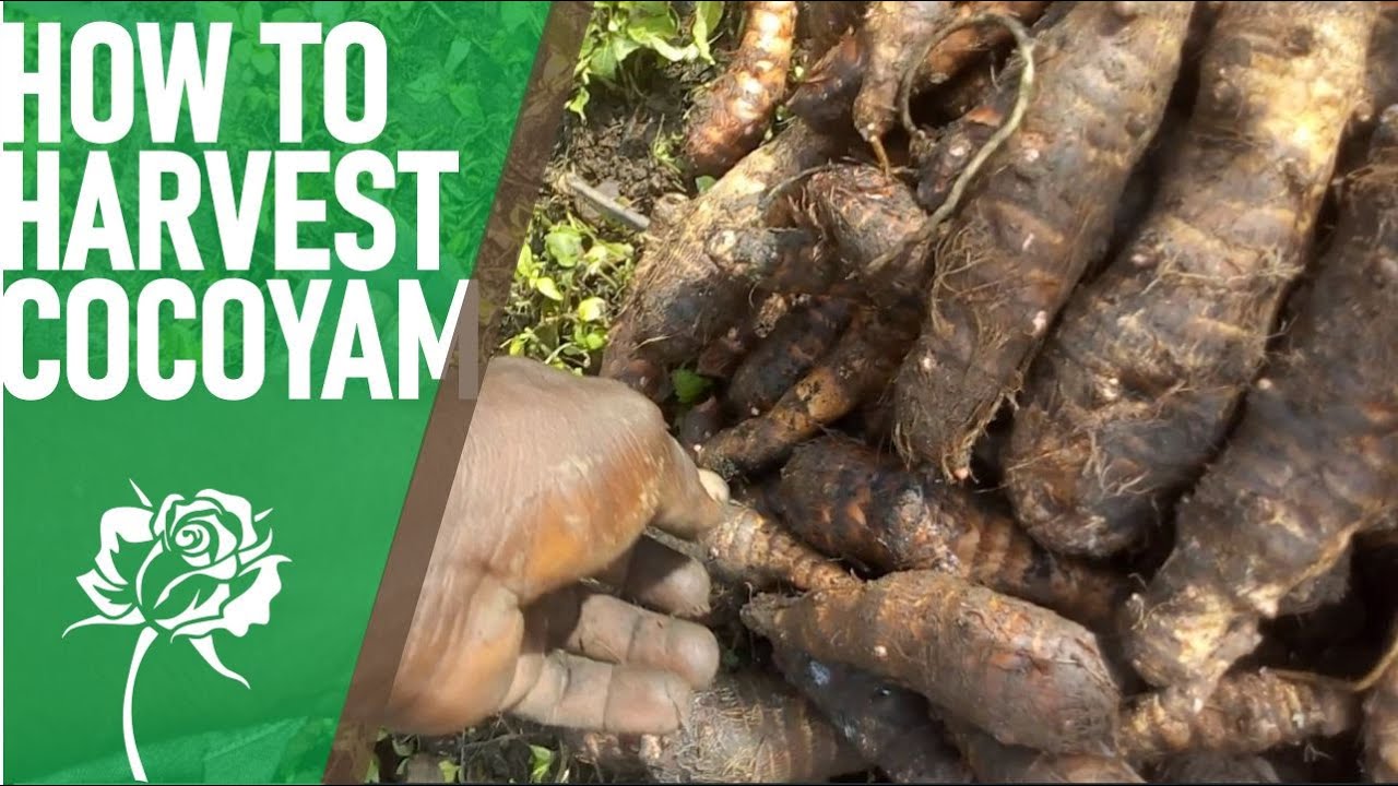 'Video playlist thumbnail'