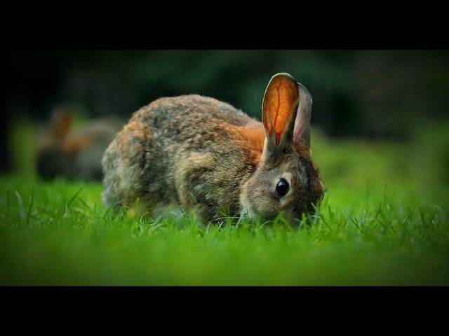 Video thumbnail for Jack Rabbits: The Surprising Truth About These Swift Hares