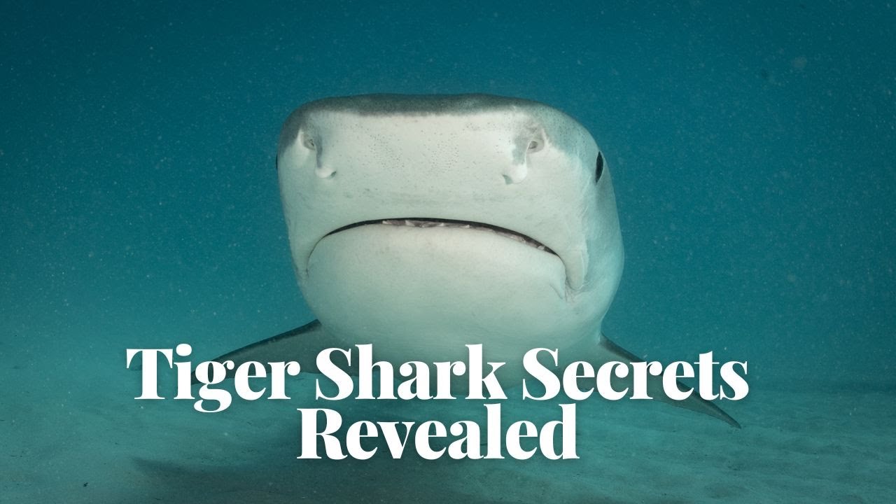 Tiger Shark: Secrets Unveiled