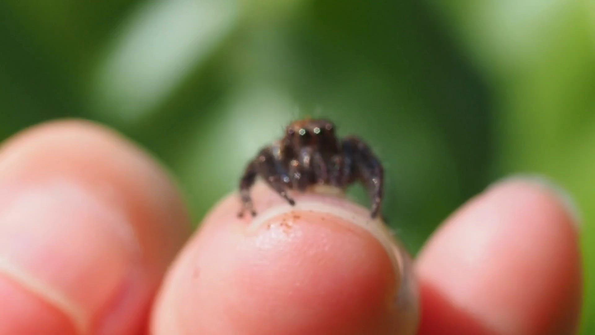 Video thumbnail for Jumping Spiders