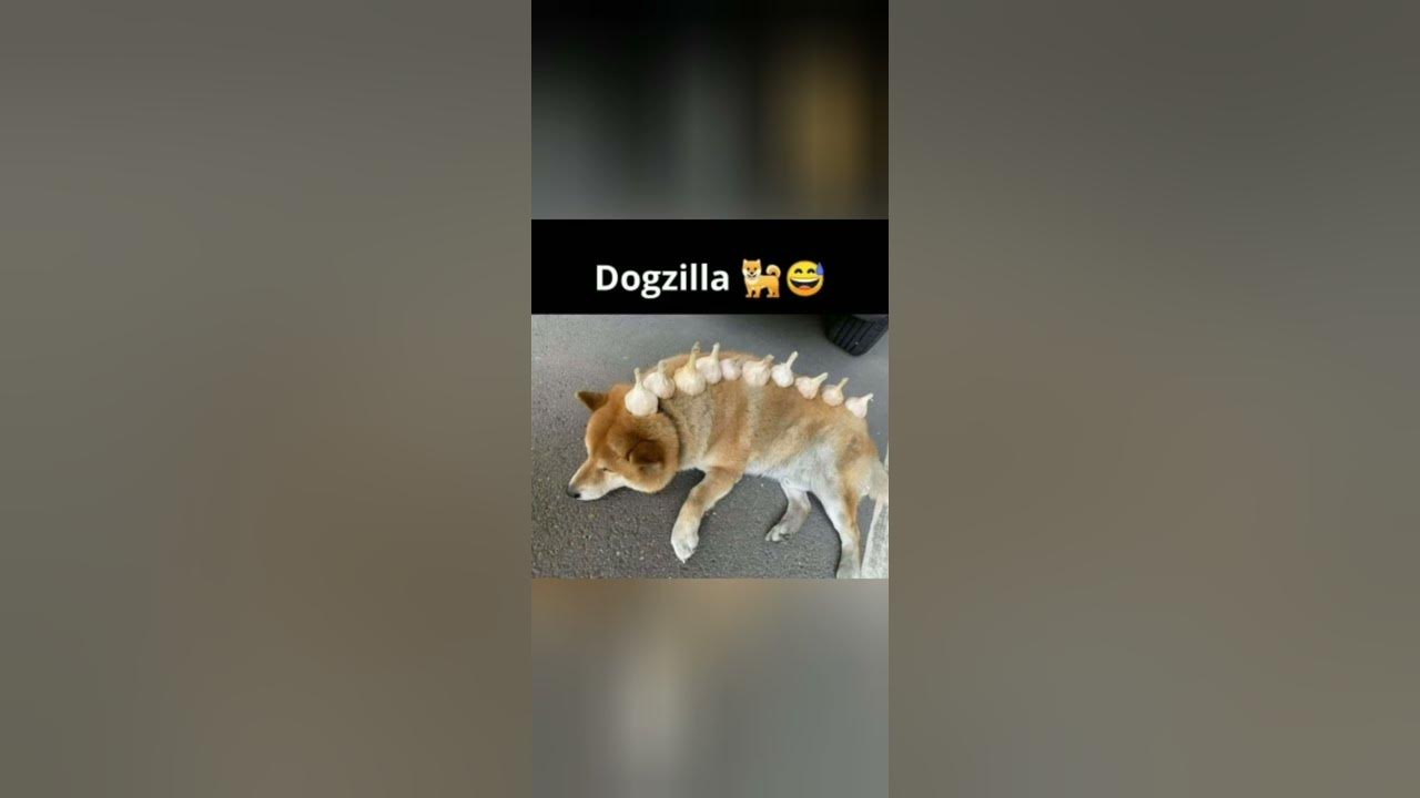 'Video thumbnail for funny memes that will make you laugh #626 || legend memes ||  funny relatable memes 😂 #memes #shorts'