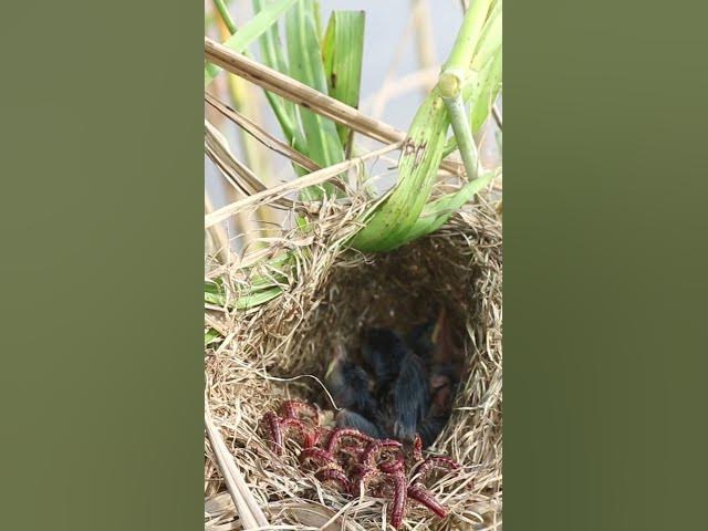 Video thumbnail for Babies Bird Eat  Worm  #birdfeedingstation #birdfeed #nature #birdfeeder #birdslover #birdfood #bids