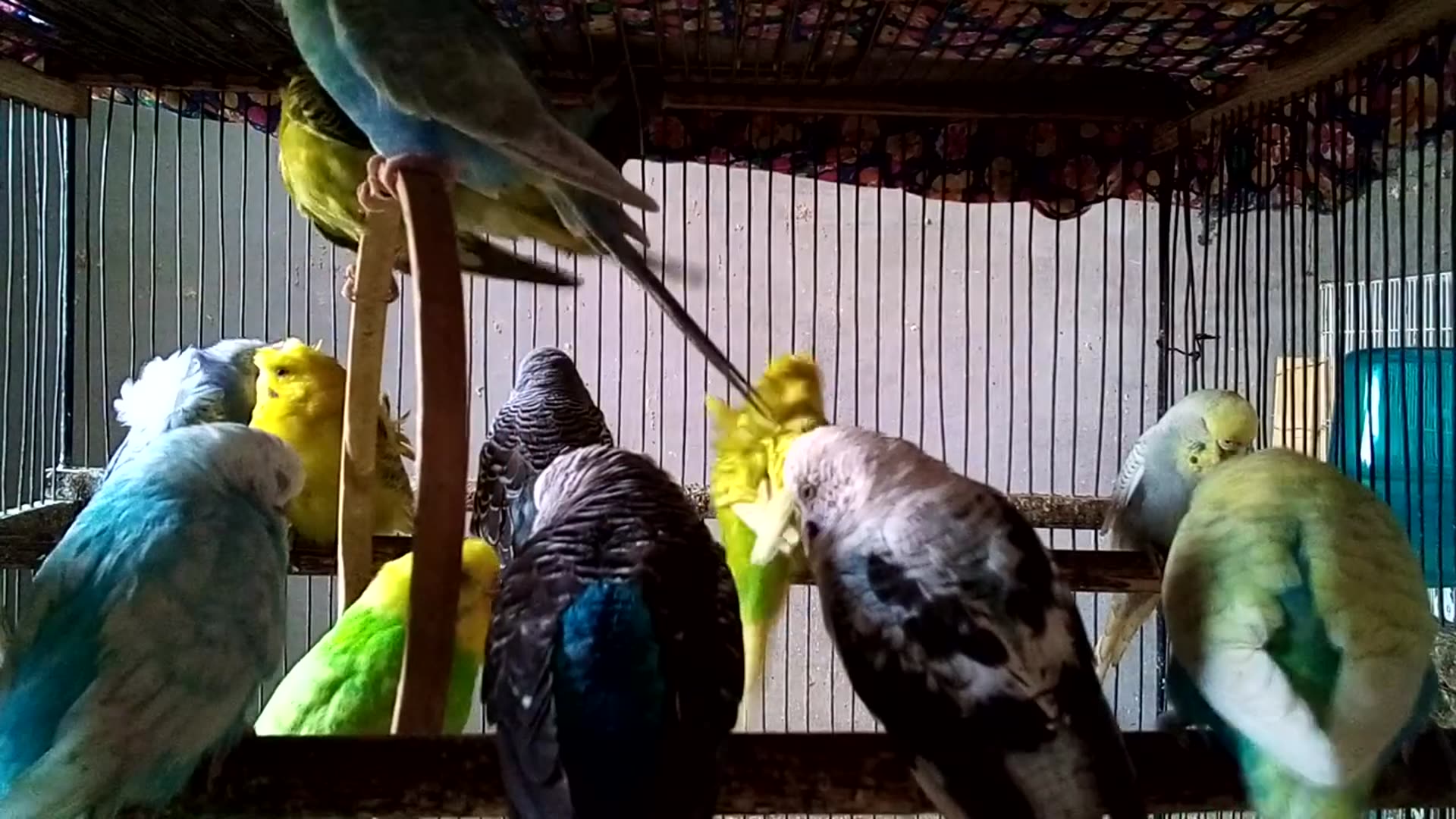 'Video thumbnail for Are Rare Budgies Worth the Hype Inside the U S  Parakeet Breeding Scene 💎🐦 #BirdBreeder #ExoticPet'