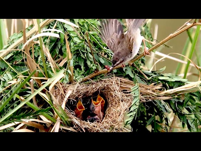 Video thumbnail for In nest on filed at grass, Mother's wild bird to eat