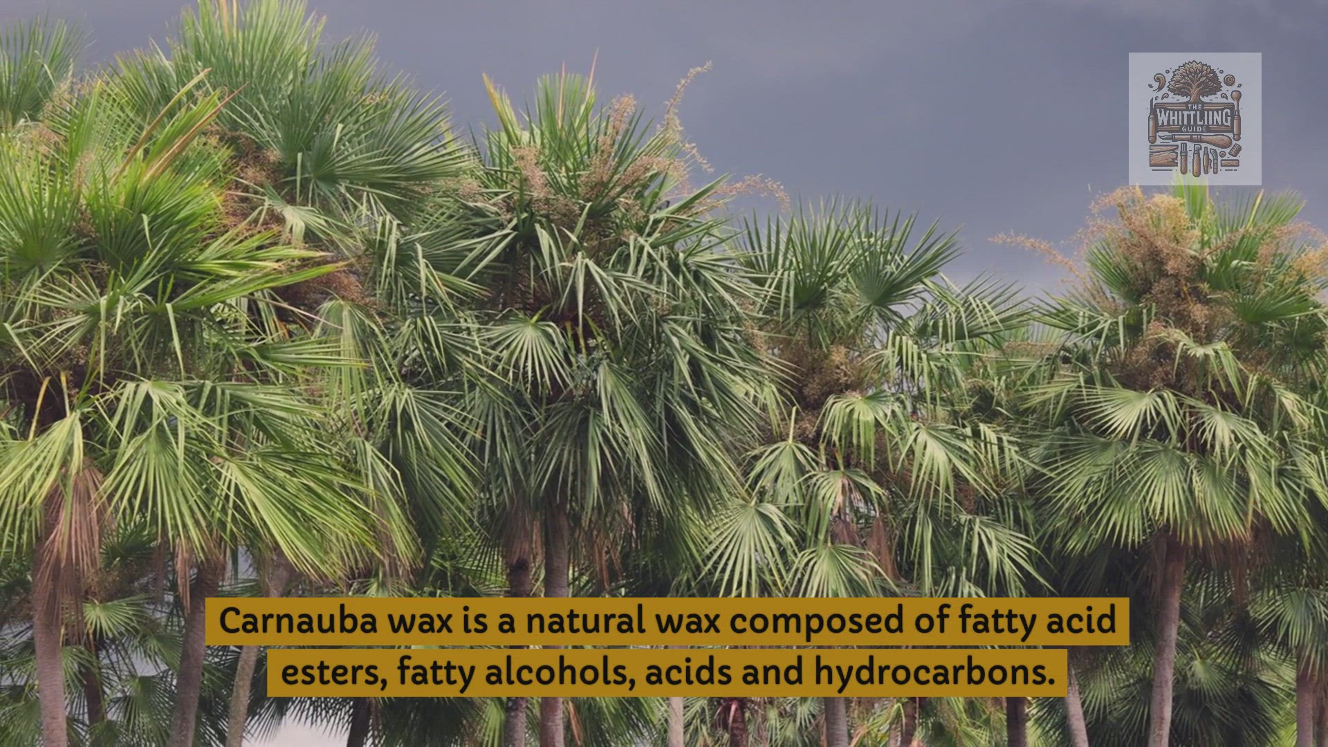 Video thumbnail for Beeswax Vs Carnauba Wax