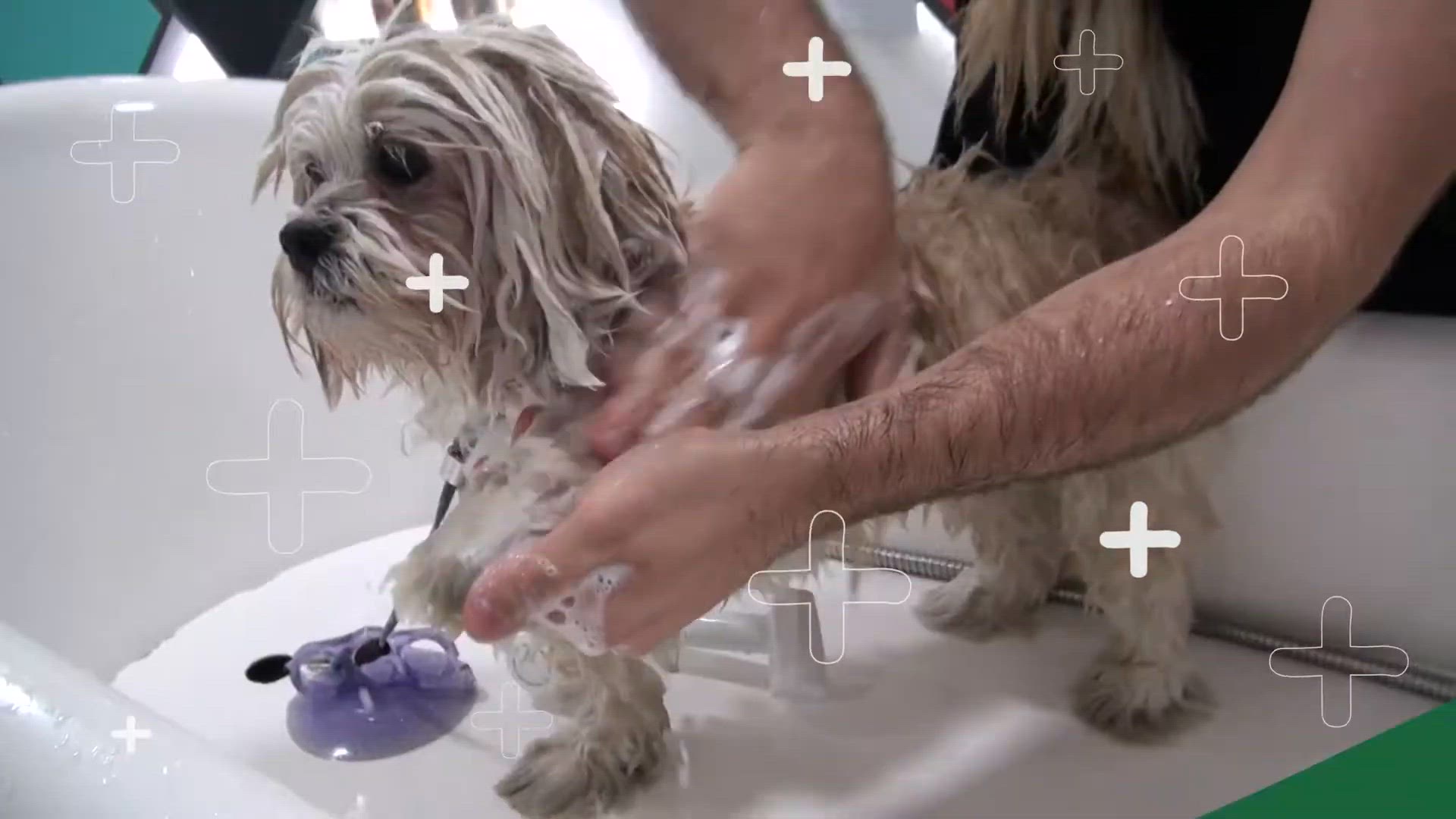 'Video thumbnail for COMO DEVO FAZER A TOSA EM UM CÃO IDOSO?!'