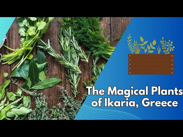 Video thumbnail for The Magical Plants of Ikaria, Greece. Nature’s Secrets to Longevity