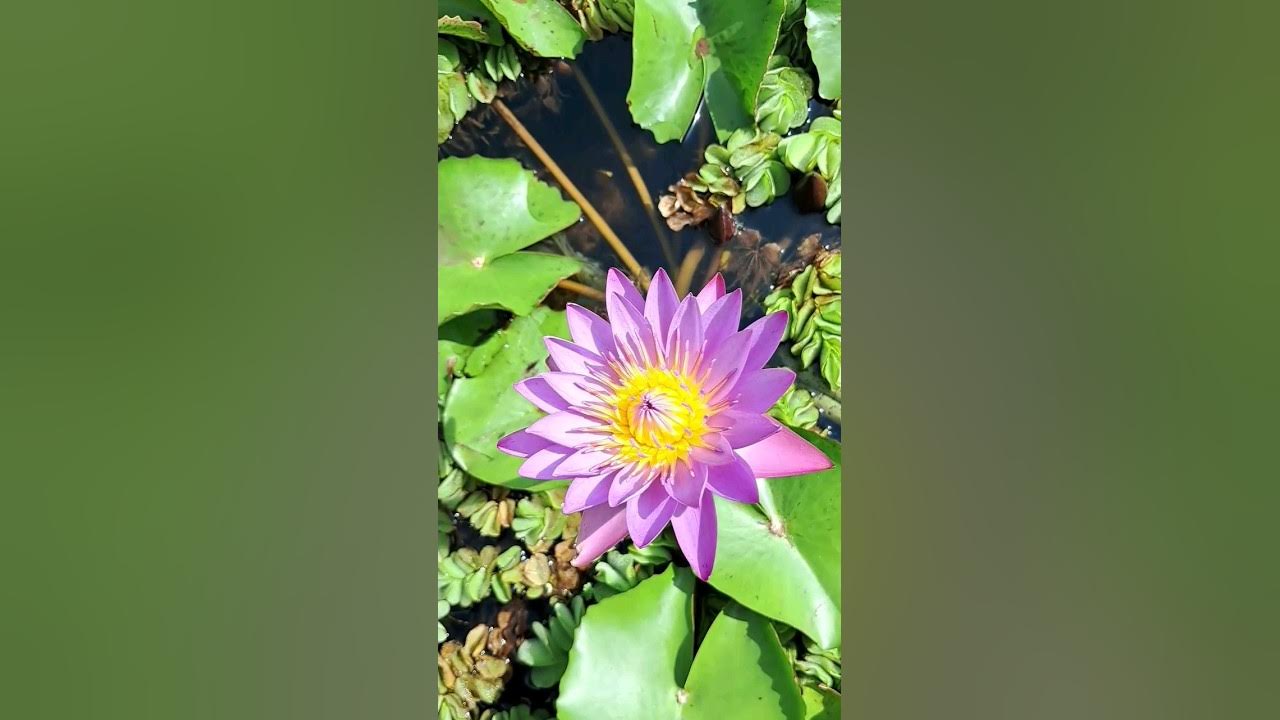 Video thumbnail for मुरूमकर नर्सरी, बारामती | फलटण रोड | Murumkar Nursery, Baramati | रोपवाटिका | Plant Nursery | Pune